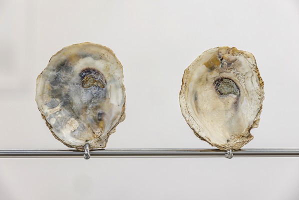 shell shield front detail