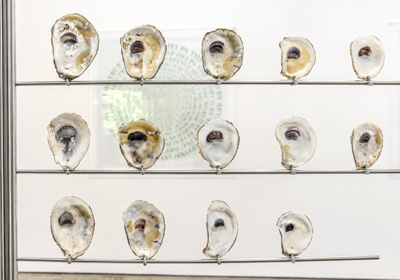 shell shield front rows